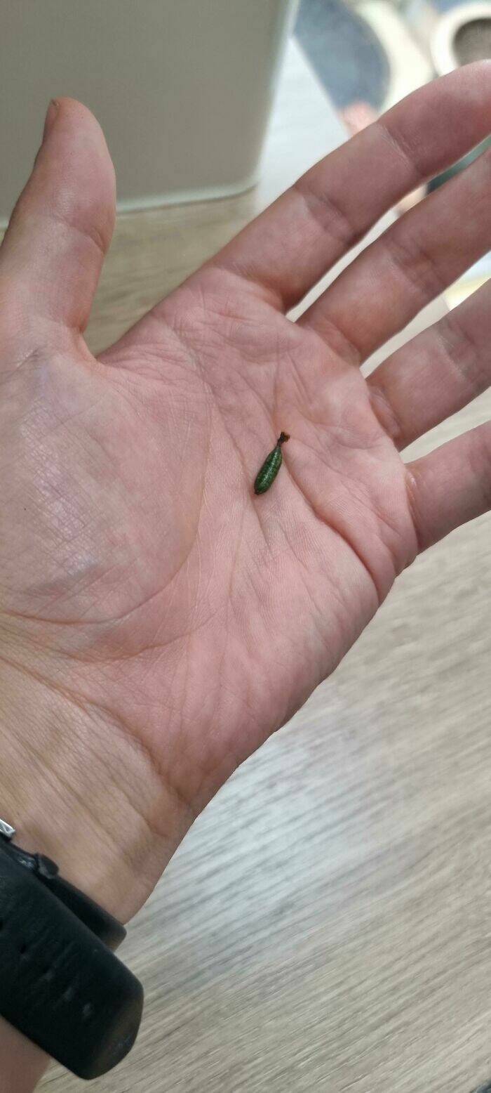 Miniature Harvest (20 pics)