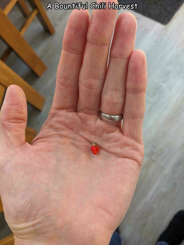 Miniature Harvest (20 pics)