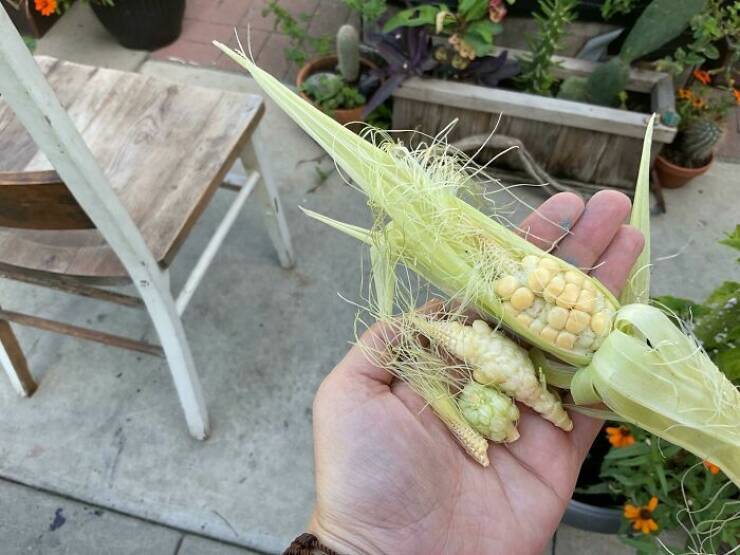 Miniature Harvest (20 pics)