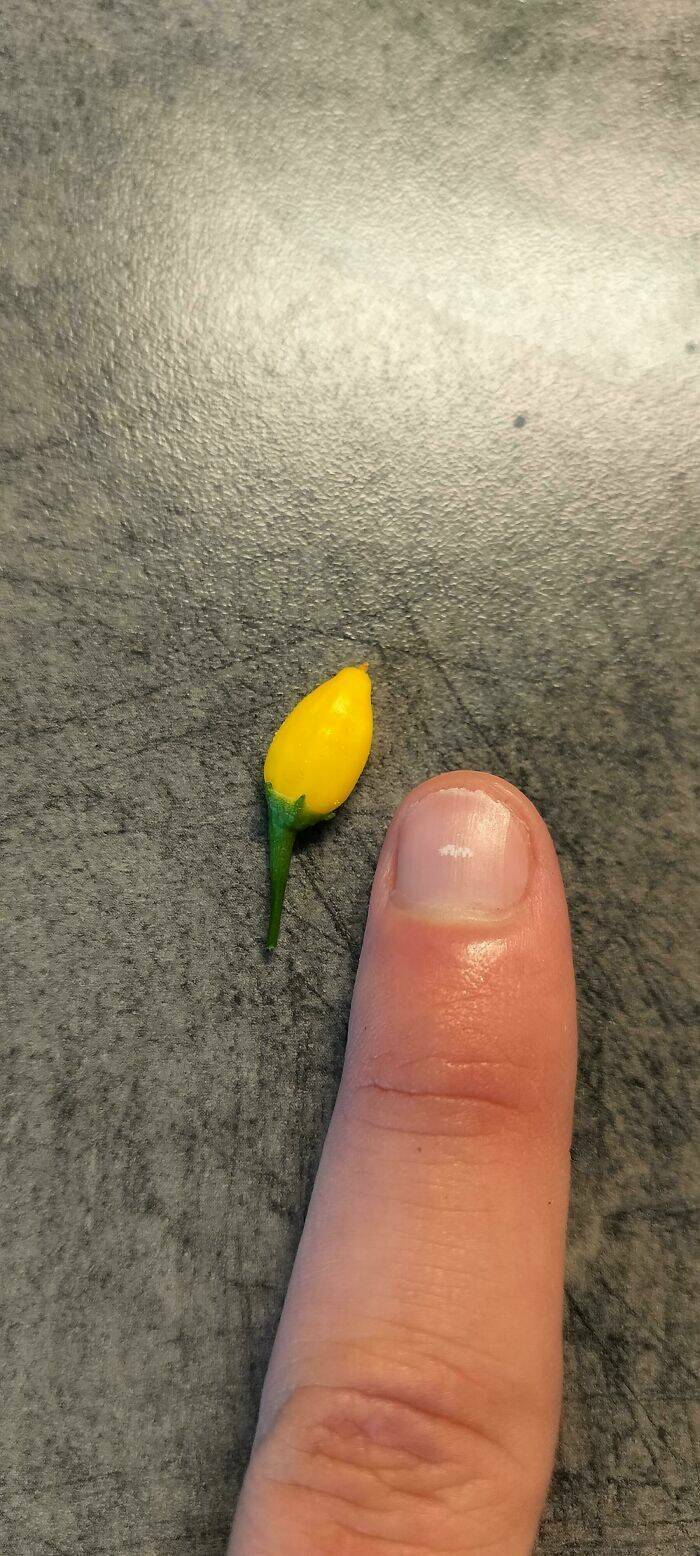Miniature Harvest (20 pics)