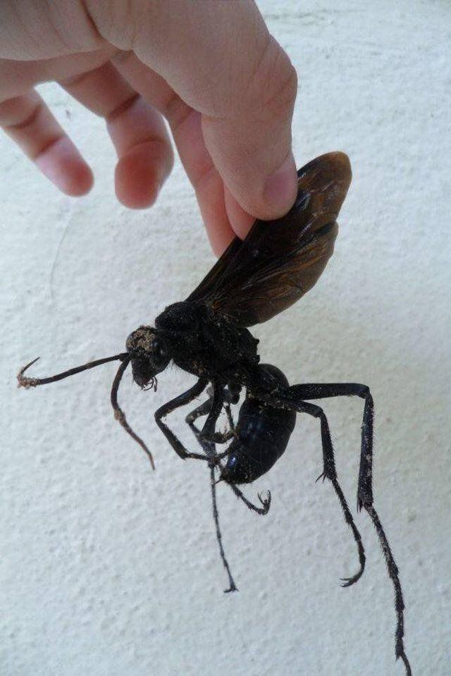 Creepy Photos (20 pics)