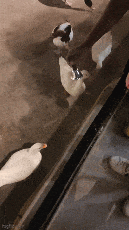 Acid GIFs, May 20 (25 gifs) Acid GIFs, May 20 (25 gifs)