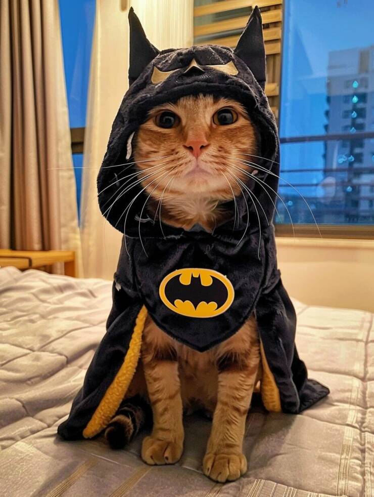 Daily Pictures. Part 2 (50 pics)