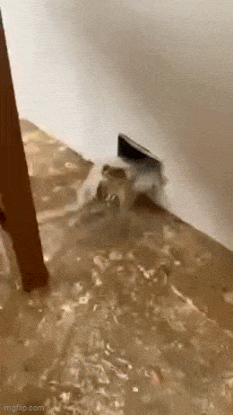 Acid GIFs, May 28 (25 gifs) Acid GIFs, May 28 (25 gifs)