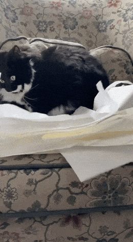 Acid GIFs, June 3 (25 gifs)