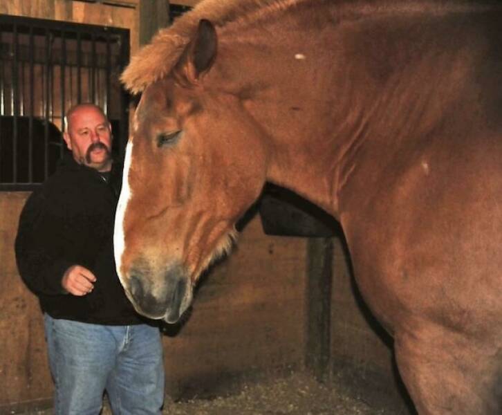 Giant Things (16 pics)