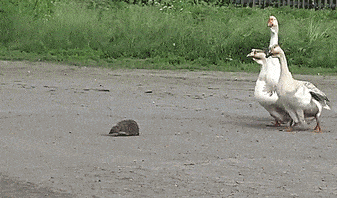 Acid GIFs, June 5 (25 gifs) Acid GIFs, June 5 (25 gifs)