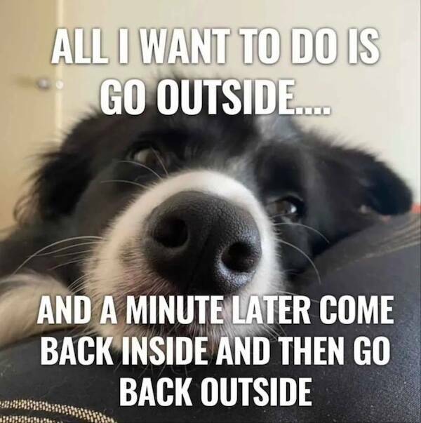 Truthful Memes (19 pics)