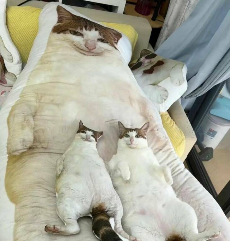 Daily Pictures. Part 2 (56 pics)