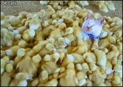 Acid GIFs, July 12 (25 gifs) Acid GIFs, July 12 (25 gifs)