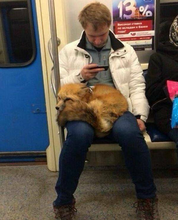Unexpected Meetings In The Subway (16 pics)