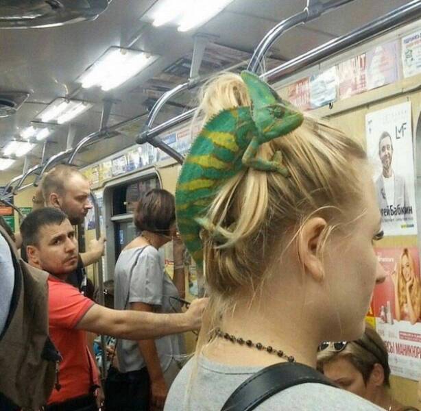 Unexpected Meetings In The Subway (16 pics)