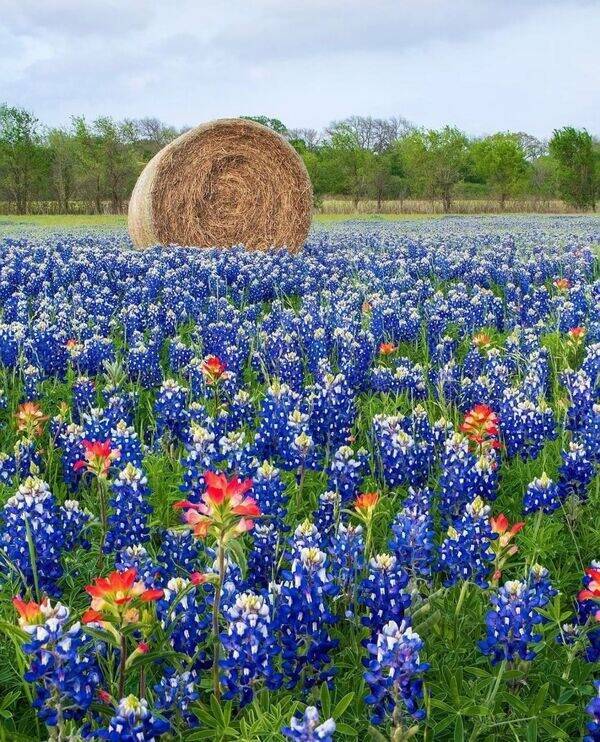 Jokes About Texas (15 pics)