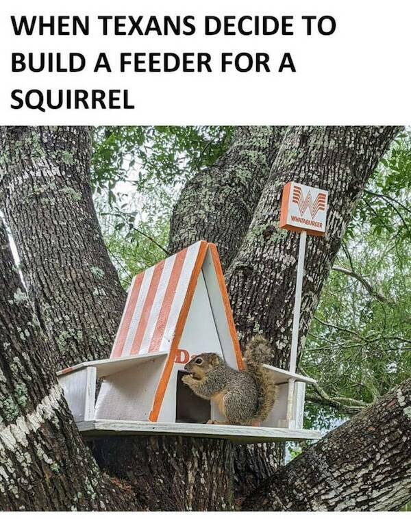 Jokes About Texas (15 pics)