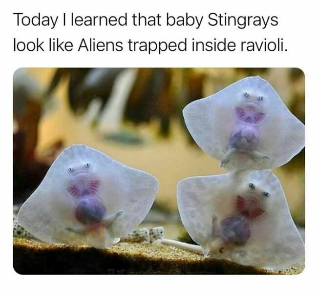 Interesting Facts (23 pics)