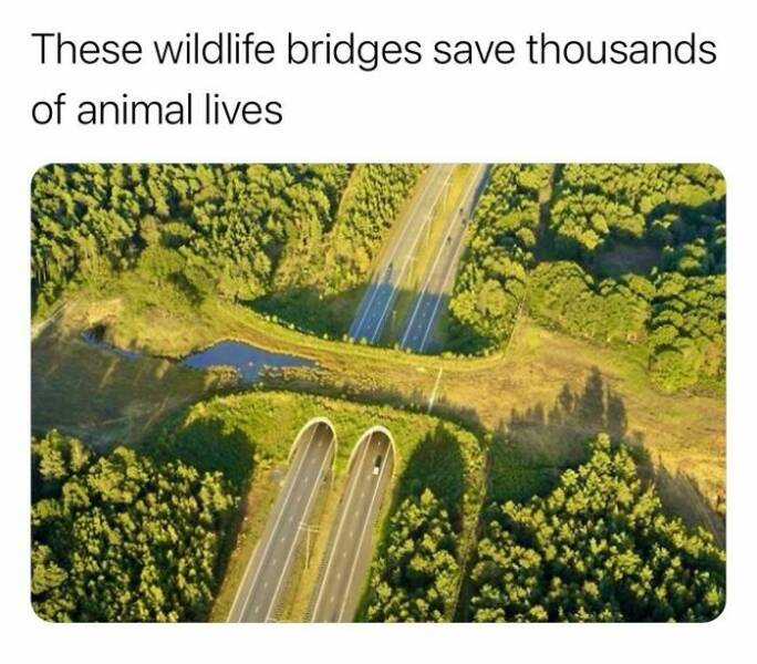 Interesting Facts (23 pics)