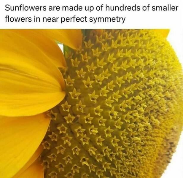 Interesting Facts (23 pics)