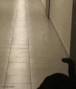 Acid GIFs, July 24 (25 gifs)