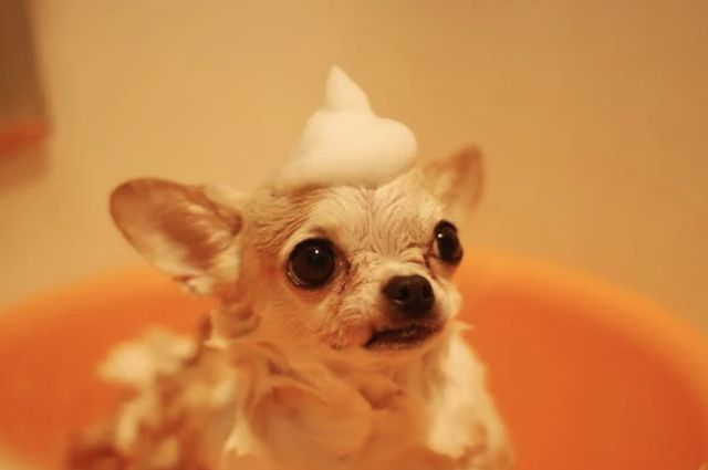Convenient In-Home Dog Grooming in New York City