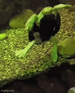 Acid GIFs, August 1 (25 gifs) Acid GIFs, August 1 (25 gifs)