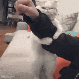 Acid GIFs, August 1 (25 gifs) Acid GIFs, August 1 (25 gifs)