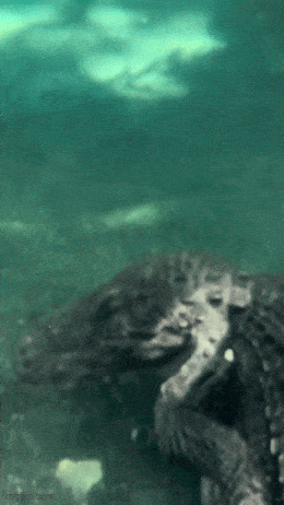 Acid GIFs, August 1 (25 gifs) Acid GIFs, August 1 (25 gifs)