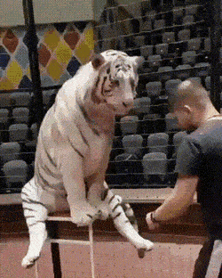 Acid GIFs, August 2 (25 gifs) Acid GIFs, August 2 (25 gifs)