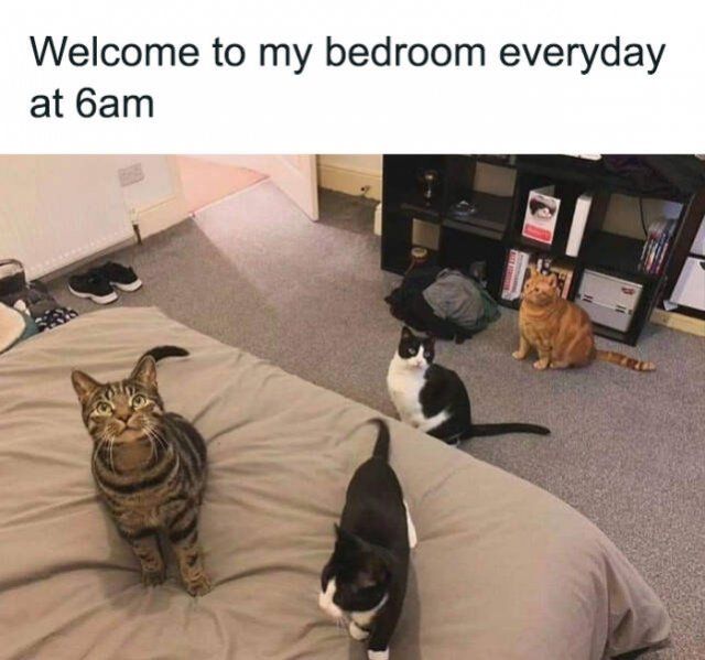 Jokes For Cats Lovers (25 pics)