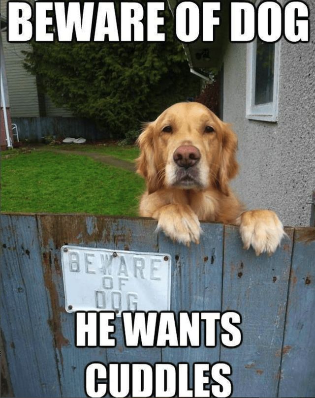Memes For Dogs Lovers (21 pics)
