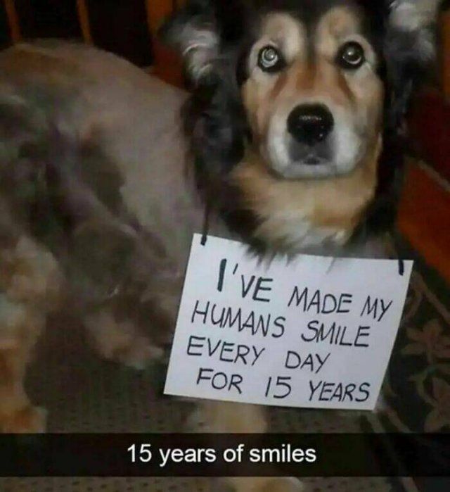 Jokes For Dogs Lovers (22 pics)