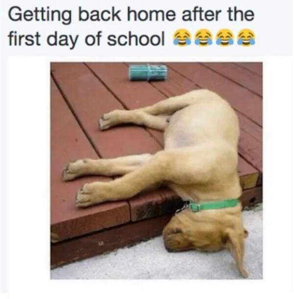 Back To School Jokes (15 pics)