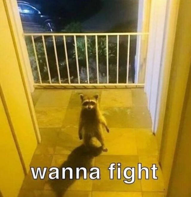 Jokes With Raccoons (27 pics)