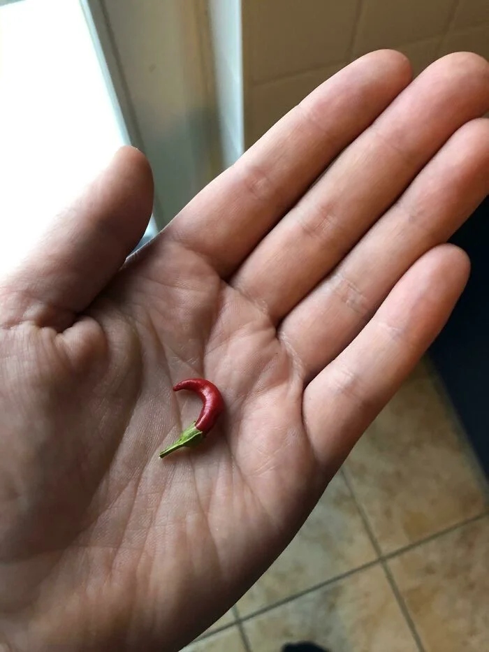 Failed But Cute Harvest (17 pics)