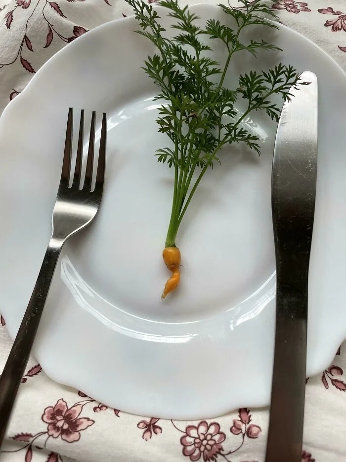 Failed But Cute Harvest (17 pics)