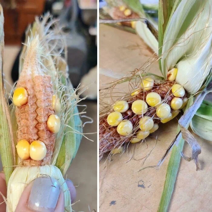 Failed But Cute Harvest (17 pics)