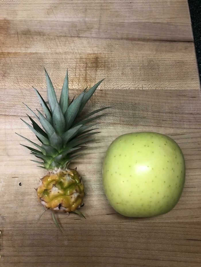 Failed But Cute Harvest (17 pics)