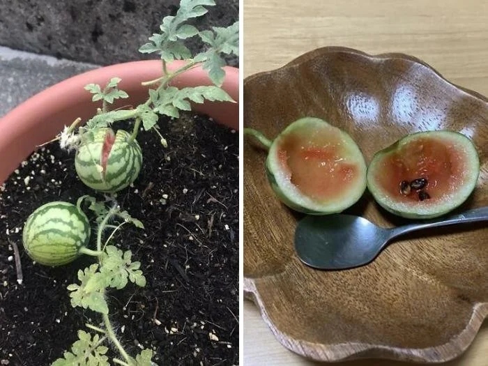 Failed But Cute Harvest (17 pics)