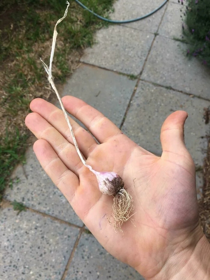 Failed But Cute Harvest (17 pics)