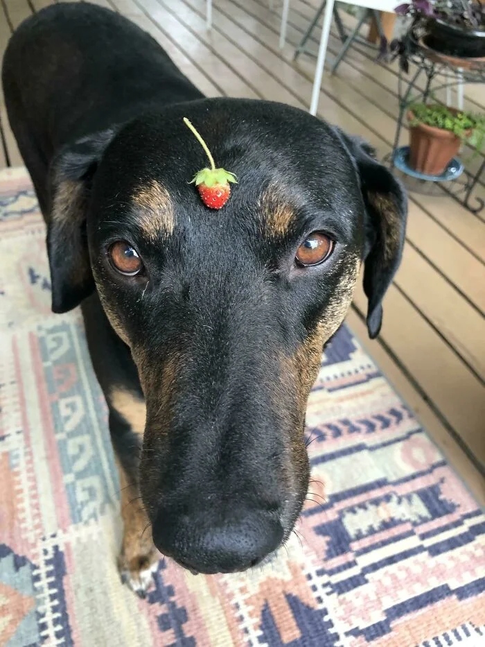 Failed But Cute Harvest (17 pics)