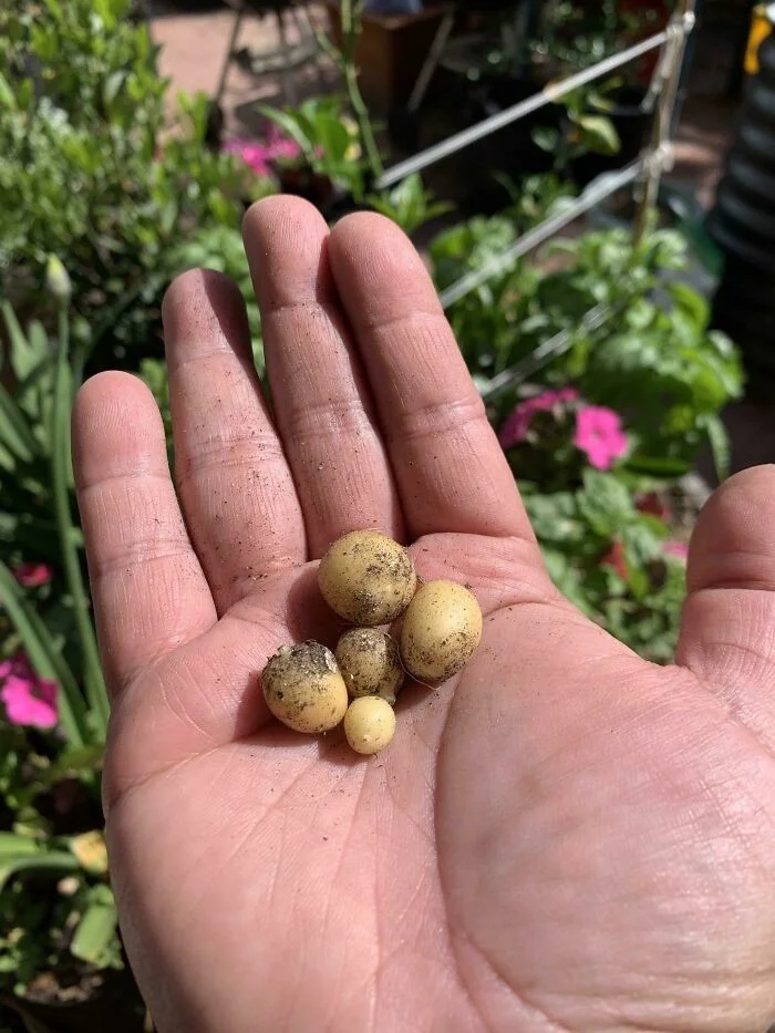 Failed But Cute Harvest (17 pics)