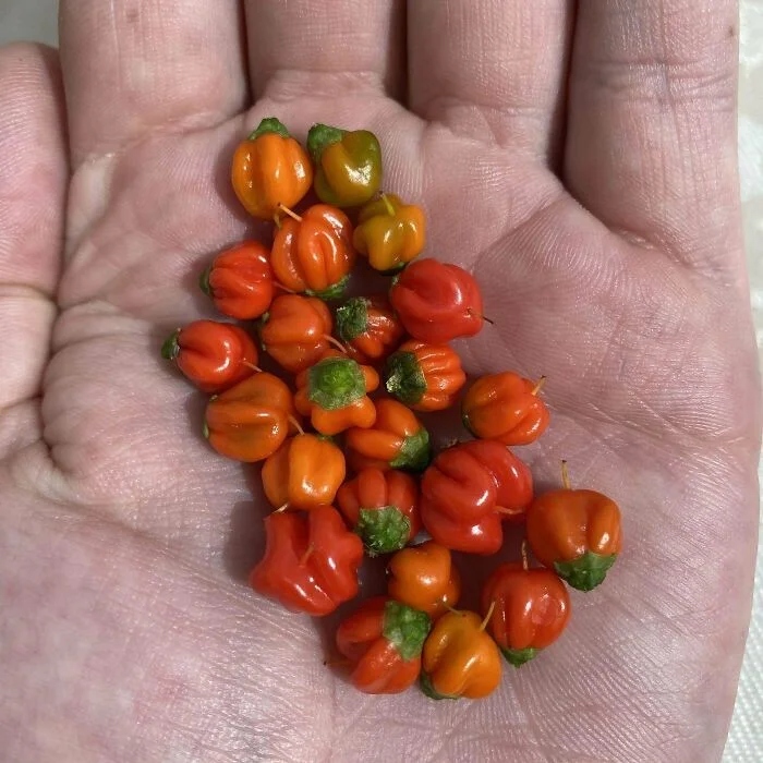Failed But Cute Harvest (17 pics)