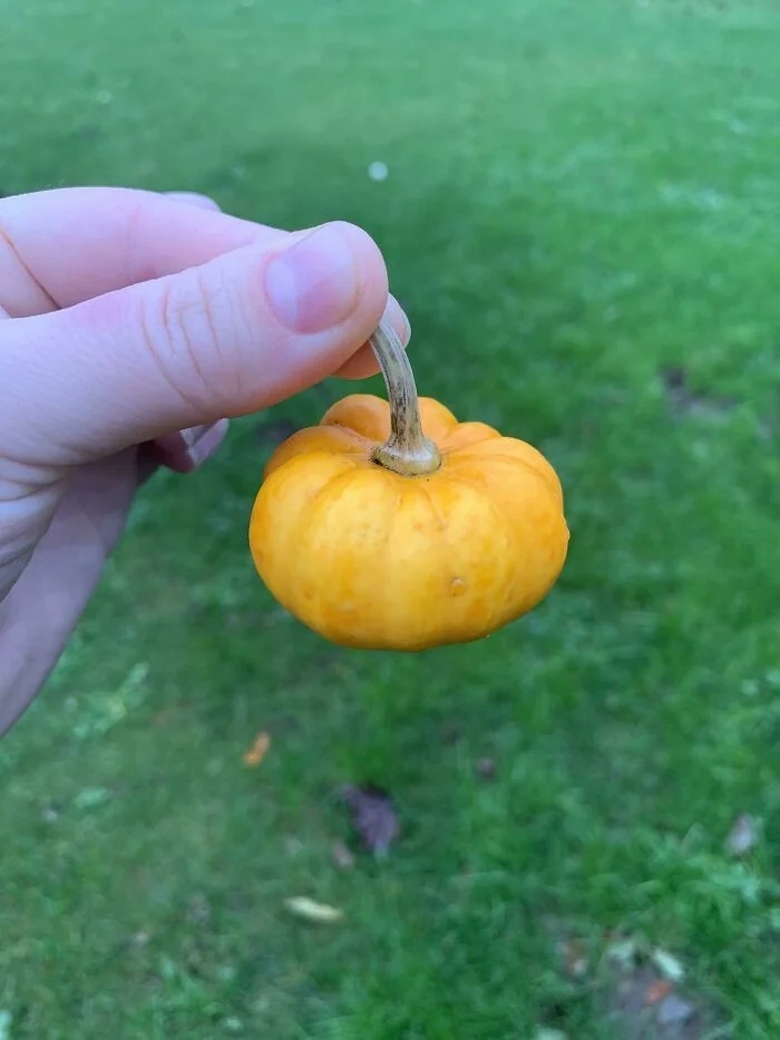 Failed But Cute Harvest (17 pics)
