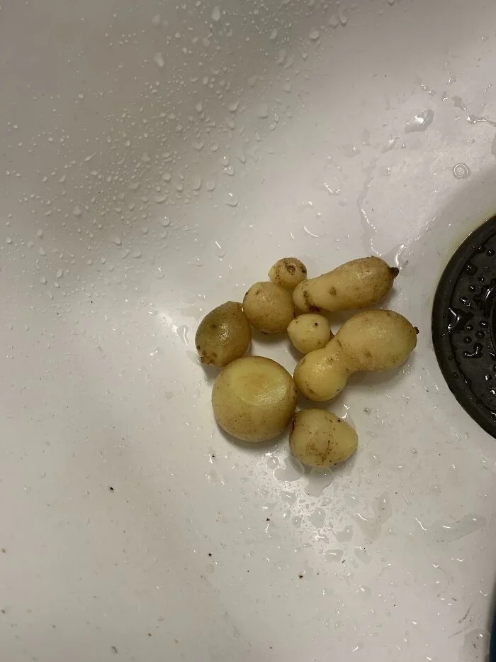 Failed But Cute Harvest (17 pics)