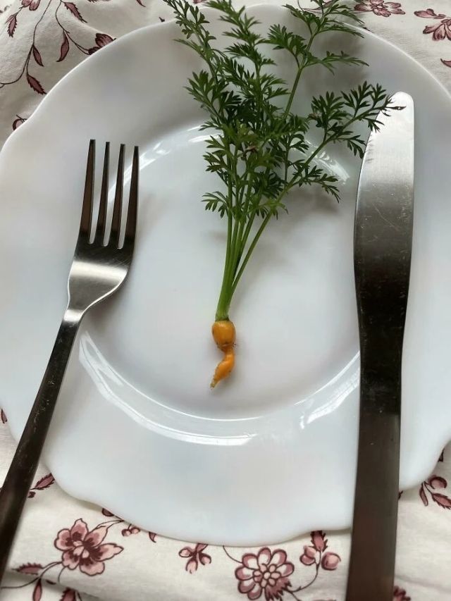 Failed But Cute Harvest (17 pics)