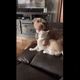 Acid GIFs, November 6 (25 gifs) Acid GIFs, November 6 (25 gifs)