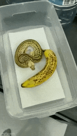 Acid GIFs, November 7 (25 gifs) Acid GIFs, November 7 (25 gifs)