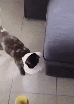 Acid GIFs, November 7 (25 gifs) Acid GIFs, November 7 (25 gifs)