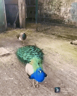 Acid GIFs, November 8 (25 gifs) Acid GIFs, November 8 (25 gifs)