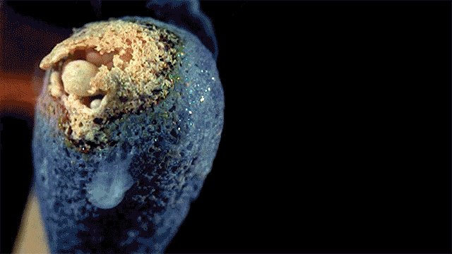 Acid GIFs, November 11 (25 gifs) Acid GIFs, November 11 (25 gifs)