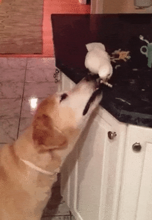 Acid GIFs, November 11 (25 gifs) Acid GIFs, November 11 (25 gifs)